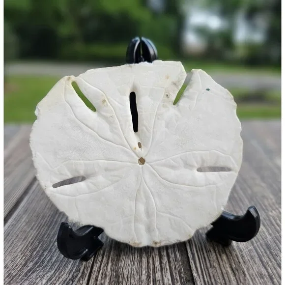 Vintage 1996 Hand Drawn / Painted / Decorated Sand Dollar. Stand Included - Picture 6 of 6